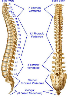 bentuk ruas tulang belakang manusia