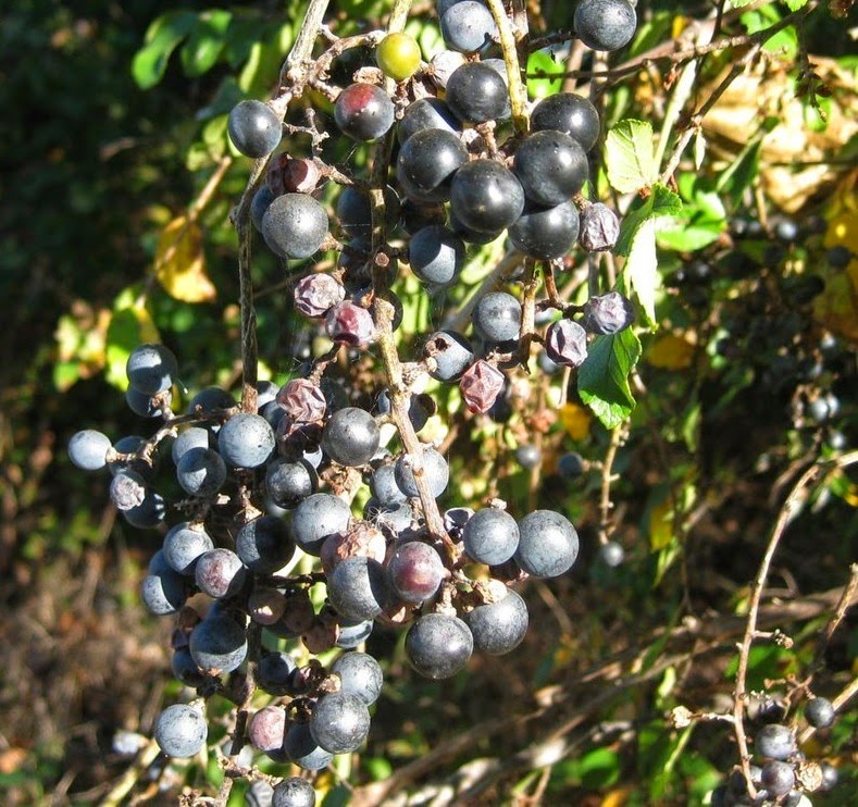Trees Vitis cinerea Winter Grape