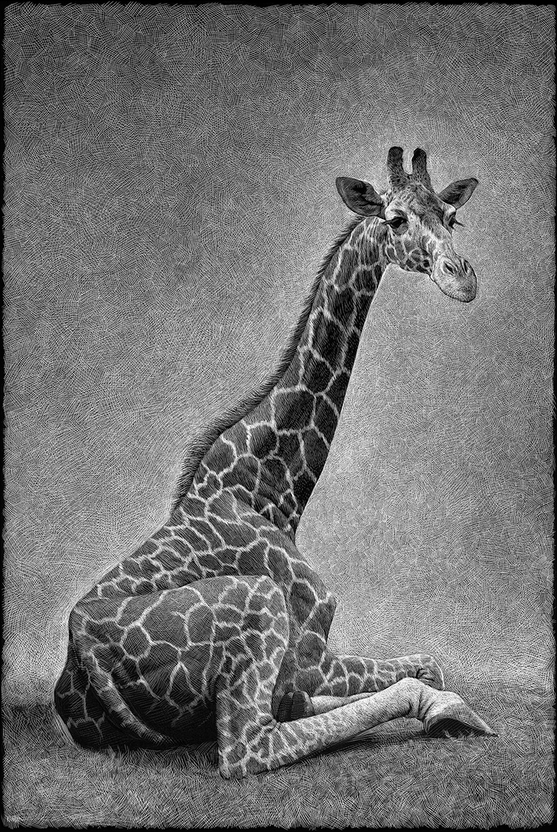 Design Stack A Blog about Art, Design and Architecture Wild Animals