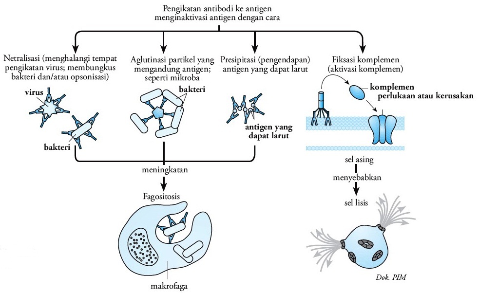 Prostataspezifisches antigen