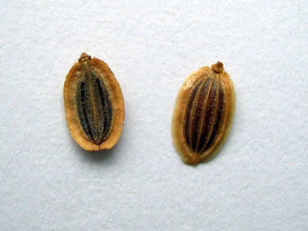 Первые семена интернет. Семена. Плоские семена. Семена овальные с полосками. Семена хвост.