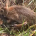 Watch as mother rabbit puts smackdown on baby-attacking snake!