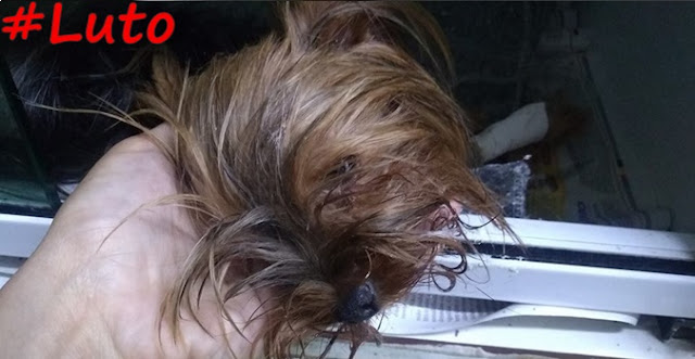 Morre o Yorkshire que foi devolvido com o Pescoço quebrado para sua Dona