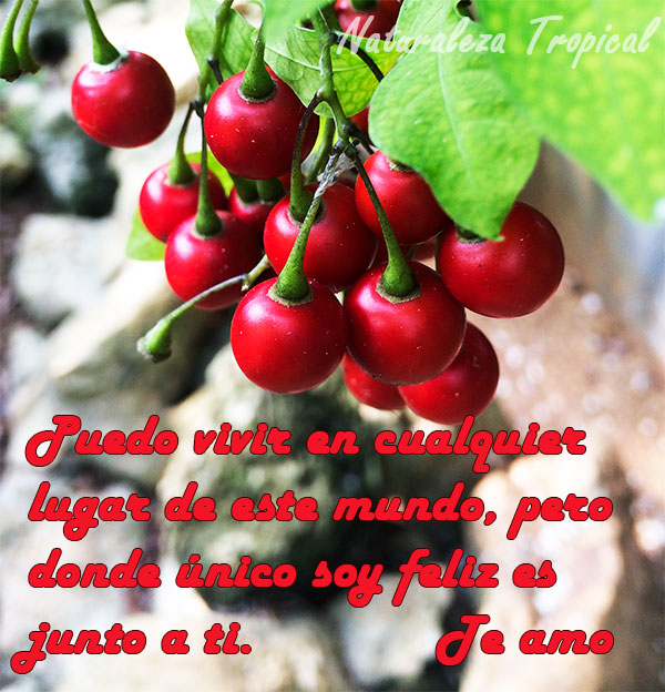 Puedo vivir en cualquier lugar de este mundo, pero donde único soy feliz es junto a ti. Te amo.