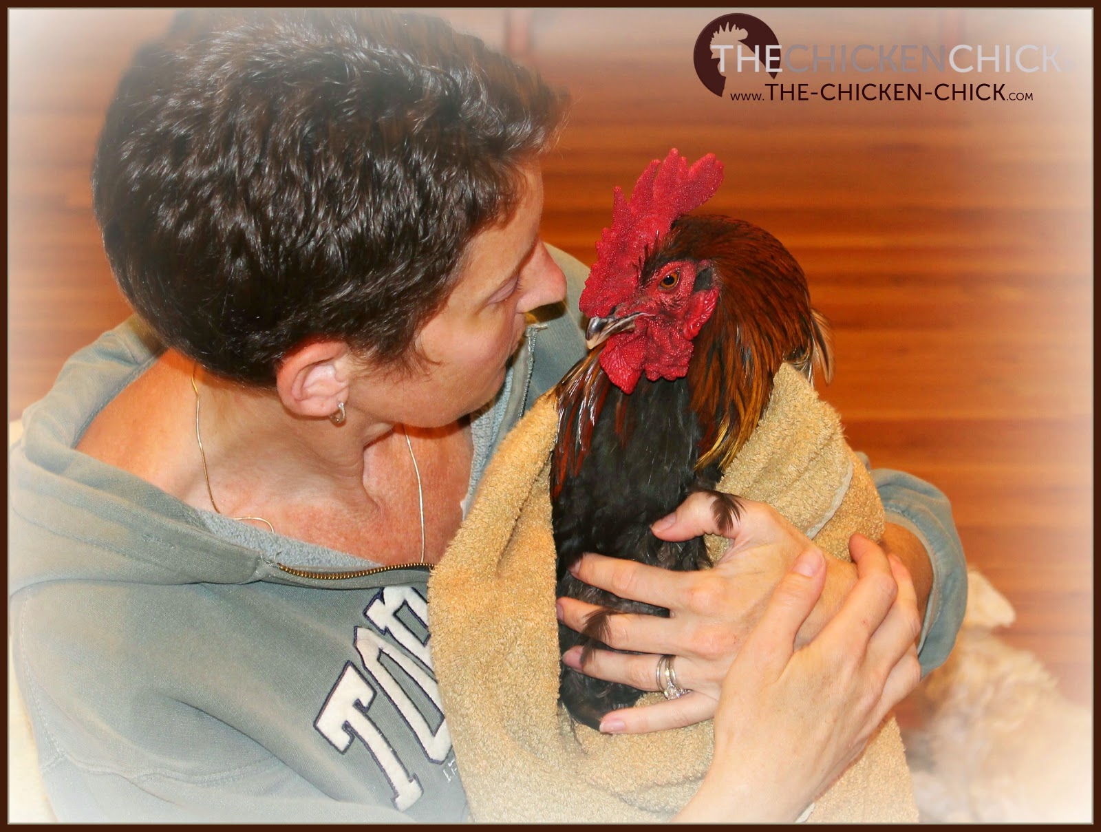 Immediately move an injured chicken to safety away from the flock to avoid further injury by other chickens. Wrapping the chicken in a large towel can help keep it calm and prevent further injury if they panic or during an escape attempt. Immediately move an injured chicken to safety away from the flock to avoid further injury by other chickens. Wrapping the chicken in a large towel can help keep it calm and prevent further injury if they panic or during an escape attempt.