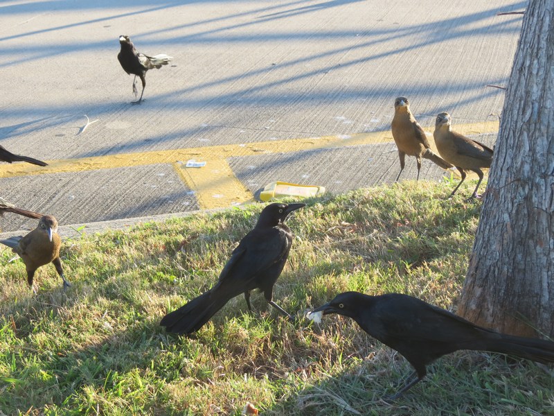 Texas Nature Parking Lot Birds