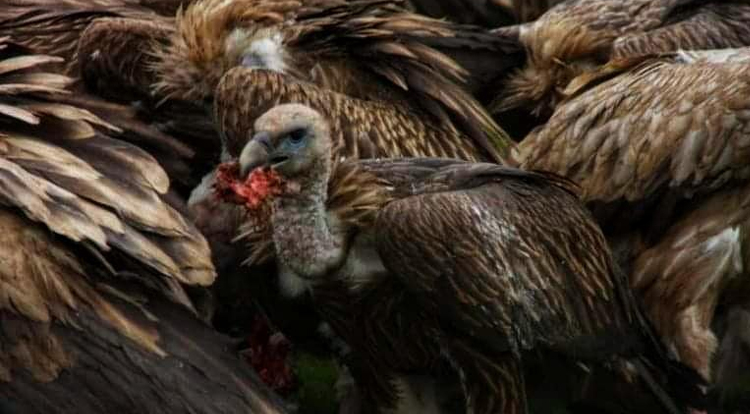 Sky Burial, Vultures eating dead body