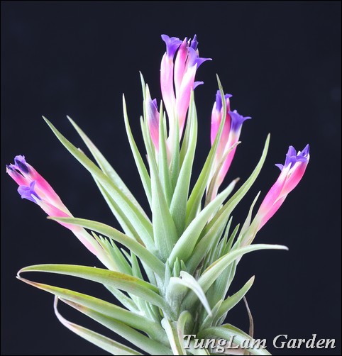 cây không khí, cay khong khi, air plant, hoa treo, cây nội thất bán cây không khí, cay khong khi, air plant, hoa treo, cây nội thất