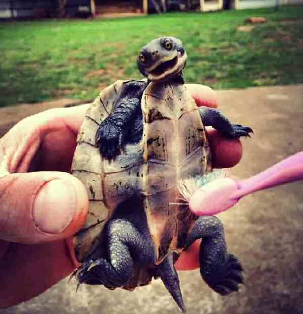 tortoise toothbrush