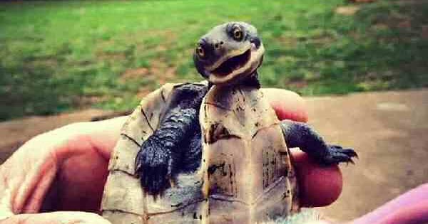 tortoise toothbrush