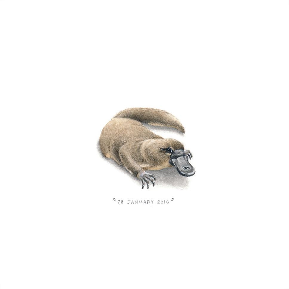 picture of platypus animal picture of platypus animal