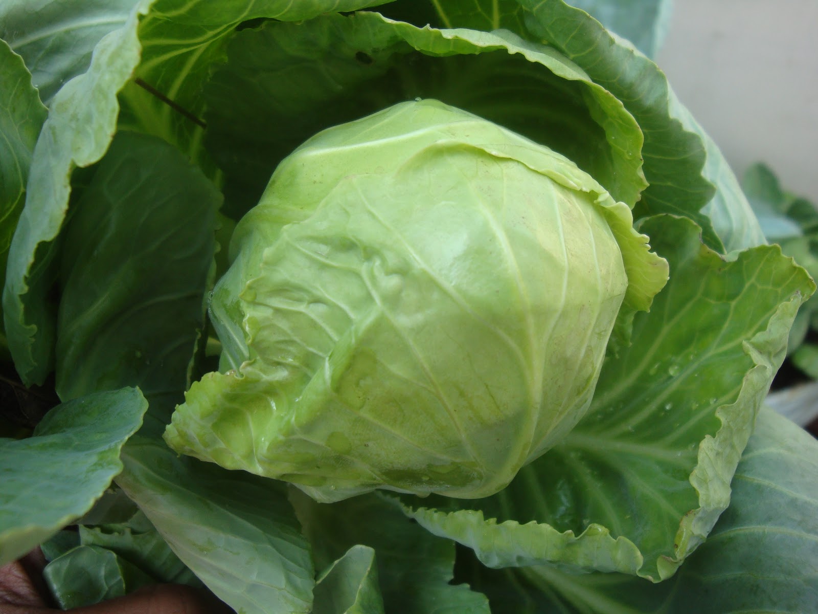 Organic micro farm and vegetable terrace garden Growing Cabbage on