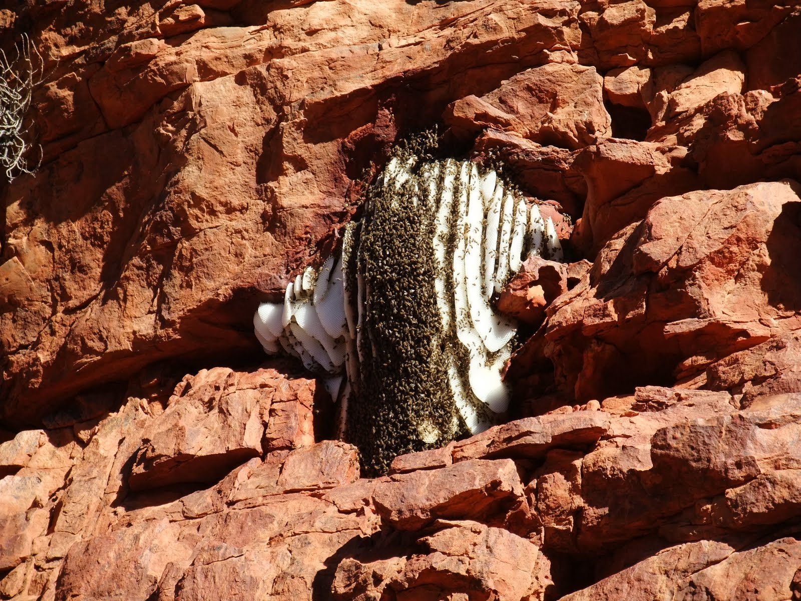Wild Honey bee colonies In Australia's