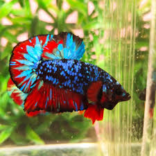 Jenis Ikan Cupang Avatar
