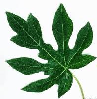 Gambar Daun Pepaya Hitam Putih Brad Erva Doce Info Kartun Gambar Daun Pepaya Hitam Putih Brad Erva Doce Info Kartun