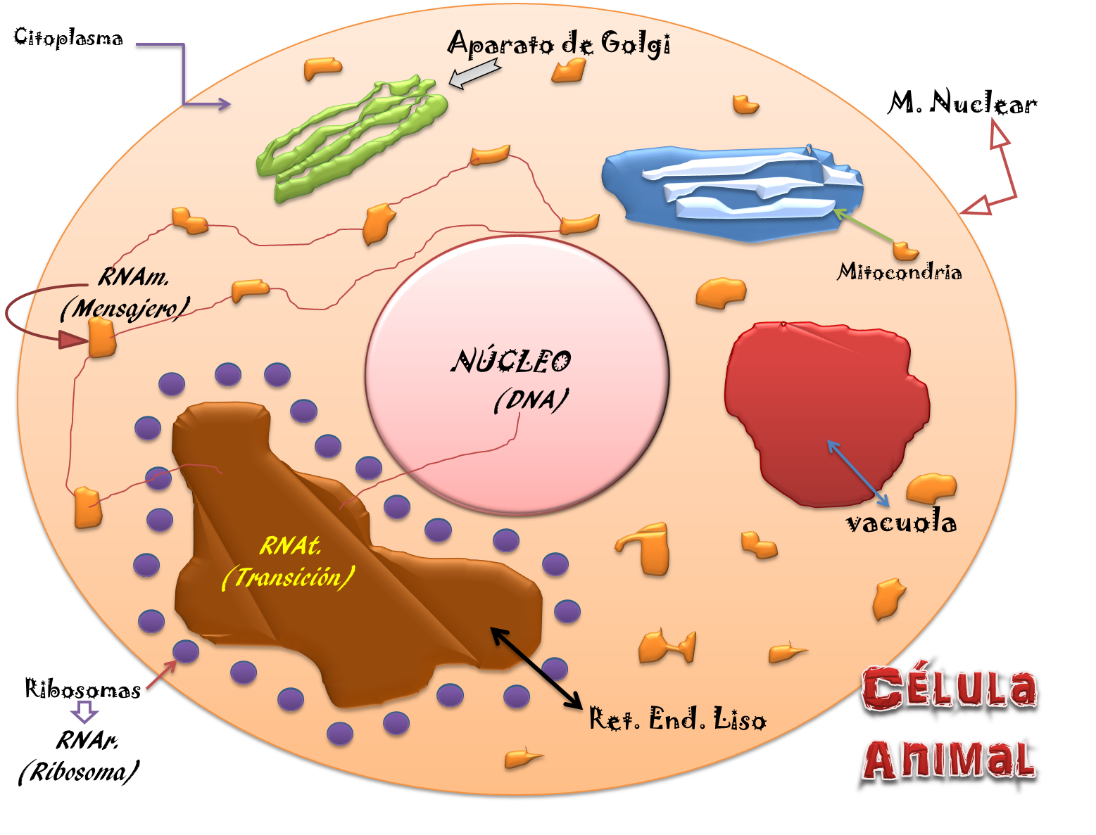 Biologia La Celula Animal