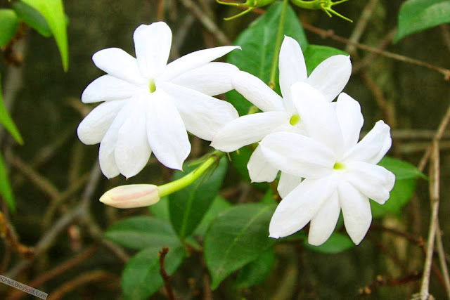 Mondokaki - Tabernaemontana divaricata - Crepe Jasmine - Chandni Tree
