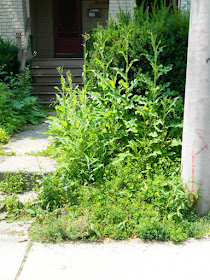 Front garden clean up Leslieville before Paul Jung Gardening Services