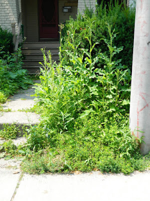 Front garden clean up Leslieville before Paul Jung Gardening Services