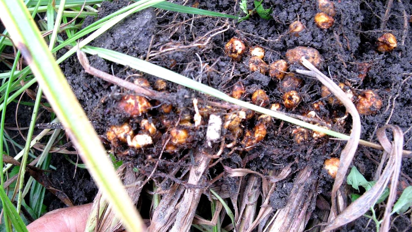 Yellow Nutsedge Edible Yellow Choices