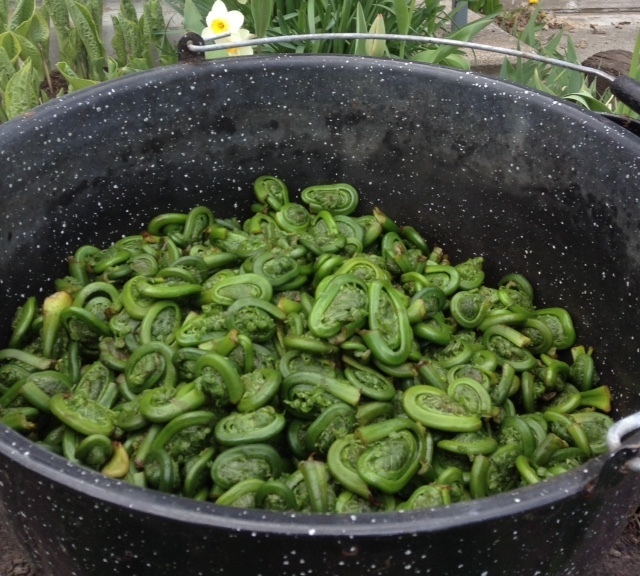 Our Healthy Eating Journey: a big pot of fresh fiddleheads a big pot of fresh fiddleheads