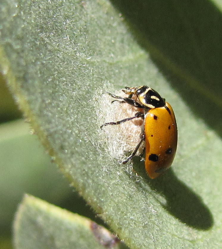 ScienceShot: Invasive Ladybug Carries Fatal Parasite, Science