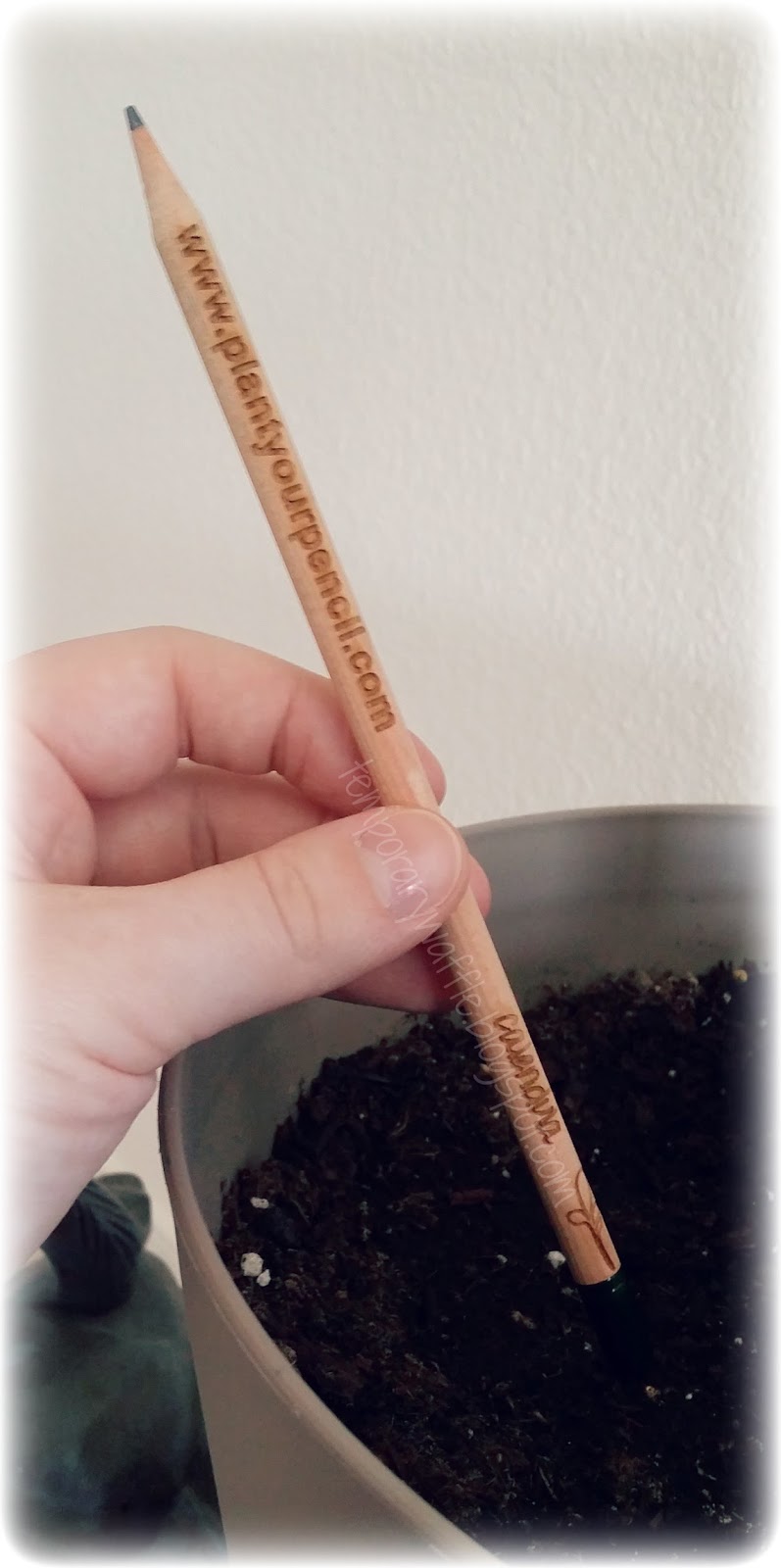 Temporary Waffle Sprout Pencil A Pencil You Can Plant!