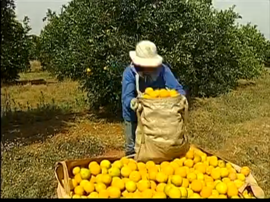 Produtores de laranja comemoram os primeiros sinais de recuperação