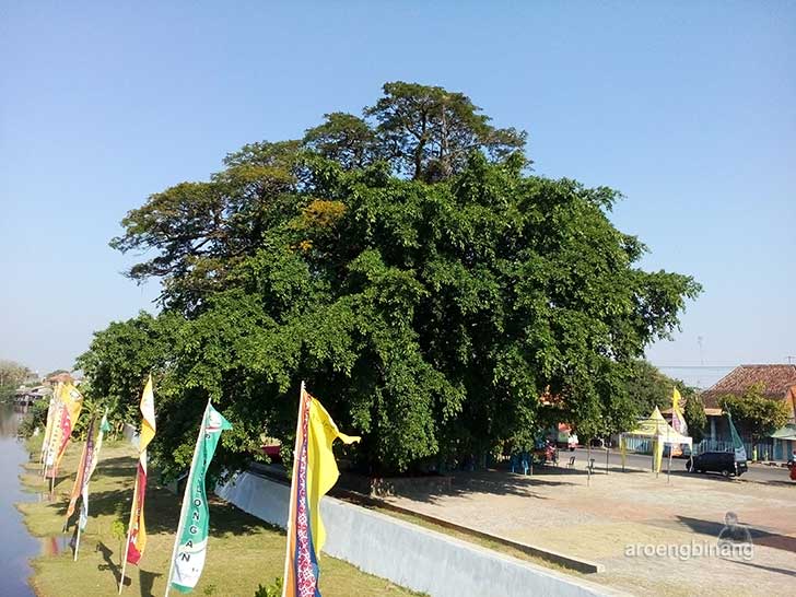 pohon beringin trembesi pekalongan