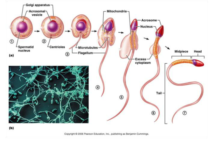 CLASS BLOG: BIO 202 ANSWERS CH. 27 AND CH. 28