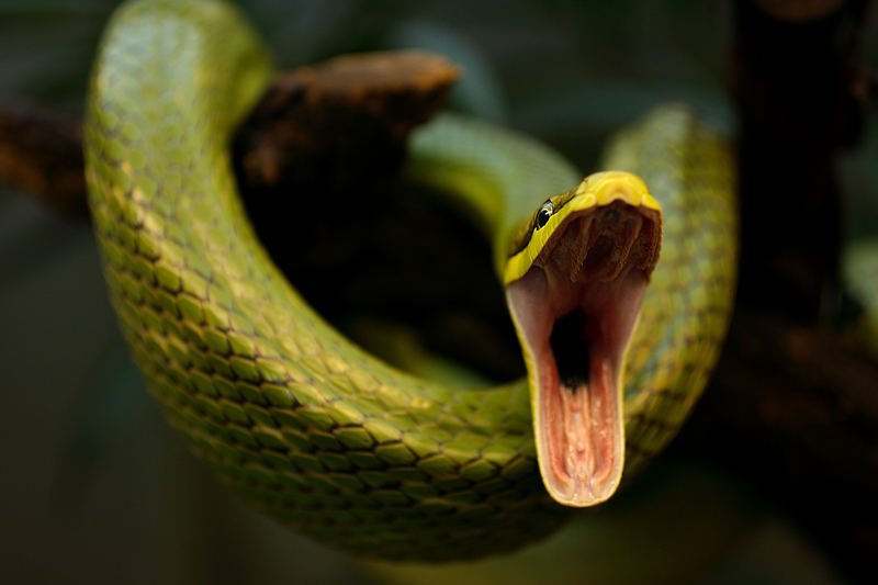 snail mouth snail mouth
