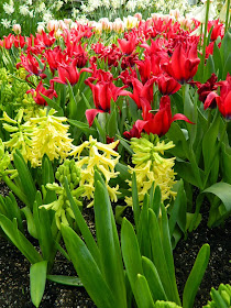 Yellow hyacinths red tulips Centennial Park Conservatory 2015 Spring Flower Show by garden muses-not another Toronto gardening blog