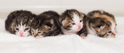 Cats Protection Bridgend kittens Cats Protection Bridgend kittens