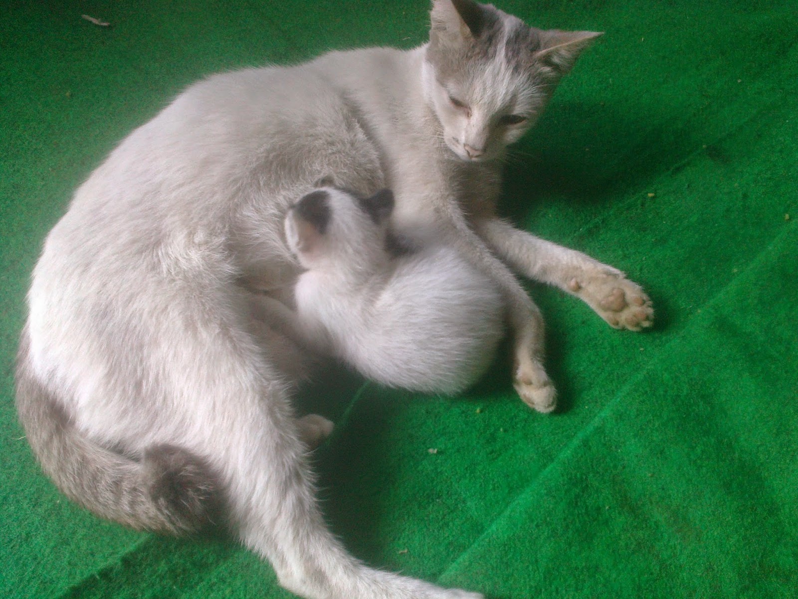 Kucing Baru, Keluarga Baru