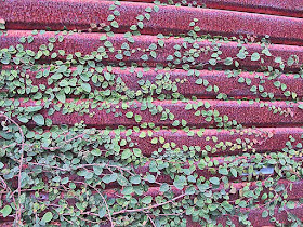 Vines growing on a rusted shutter