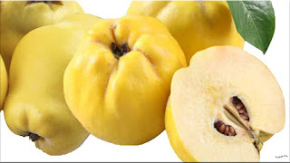 gambar buah quince