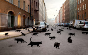 Ciudad de gatos. Publicado 28th January por Polaris