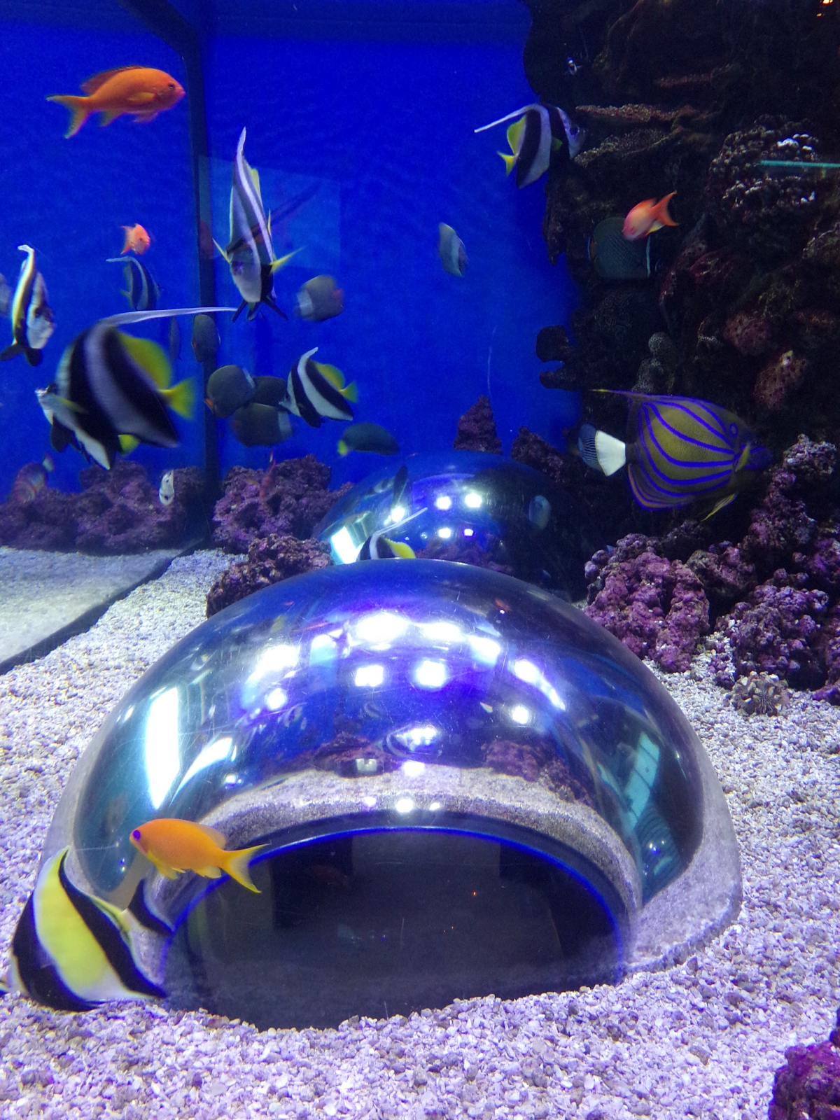 Randuwa II Adventure Aquarium in Camden, New Jersey 6 out of 6