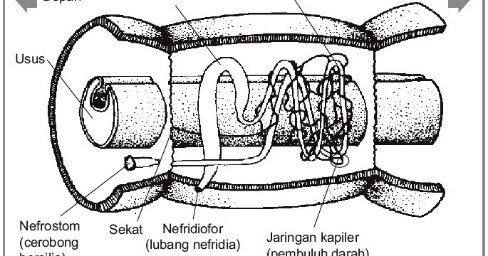 Sistem Ekskresi pada Annelida