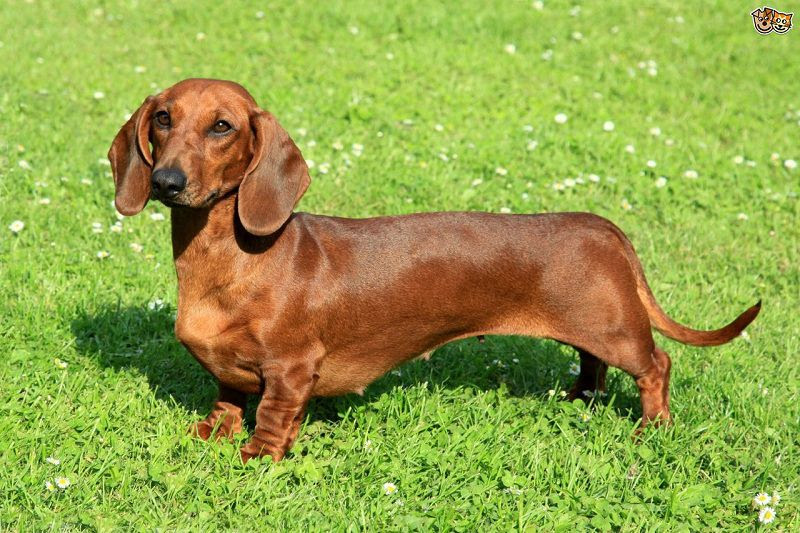 Daftar Harga Anjing Tekel Dachshund 2018 Di Indonesia Tips And