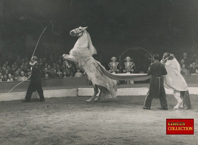 Un cheval habillé en mariée et présenté dans le manège du cirque Knie par Fredy Knie senior 