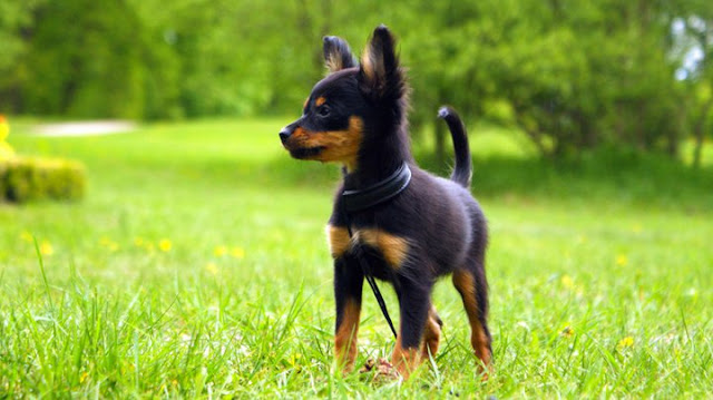 15 of the smallest dog breeds in the world