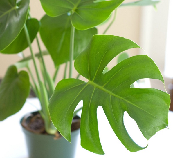 Jual Monstera Tanaman Dengan Nama Ilmiah Philodendron Monstera Memiliki Bentuk Daun Yang Unik Tukang Taman Minimalis