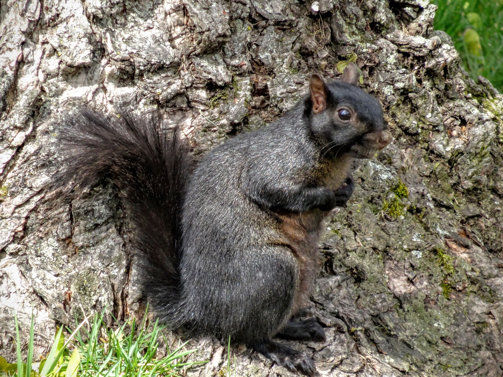 Love, Joy and Peas Black Squirrel Close Up Photos