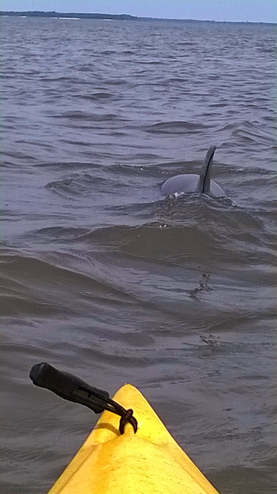 Kayaking with Dolphins Cosmos Mariners Destination Unknown