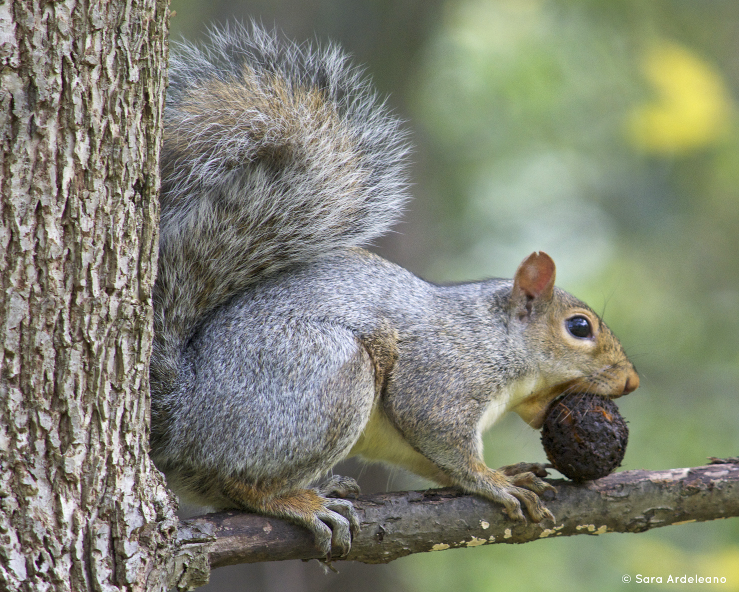 Sea Urchin Studio Red Squirrel, Black Walnut