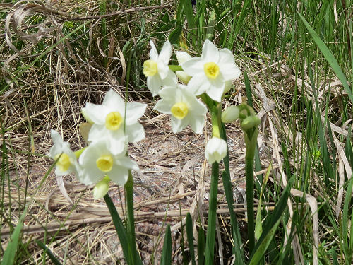 Minnow daffodil