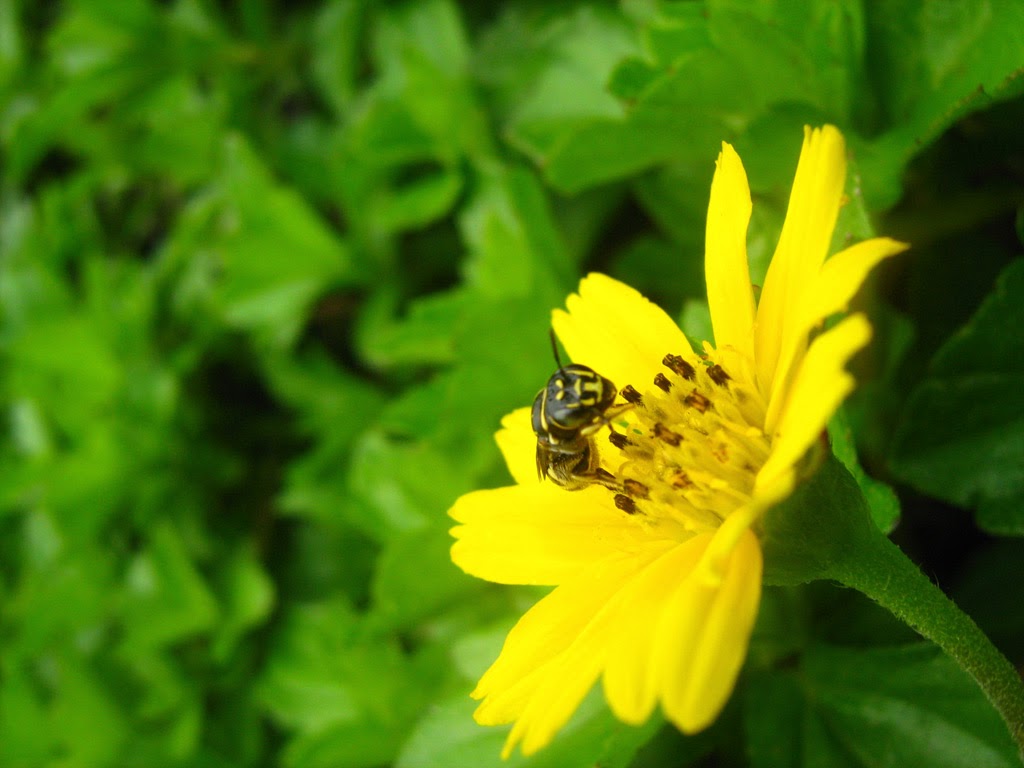 simbiosis mutualisme antara lebah dan bunga