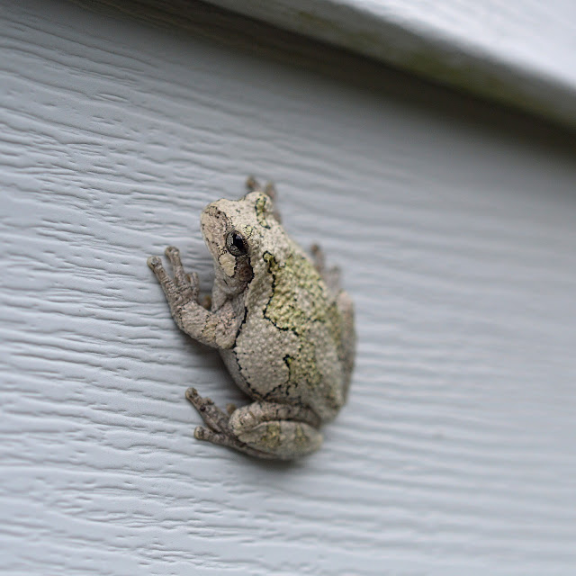 My Five Men: Eastern Gray Tree Frog