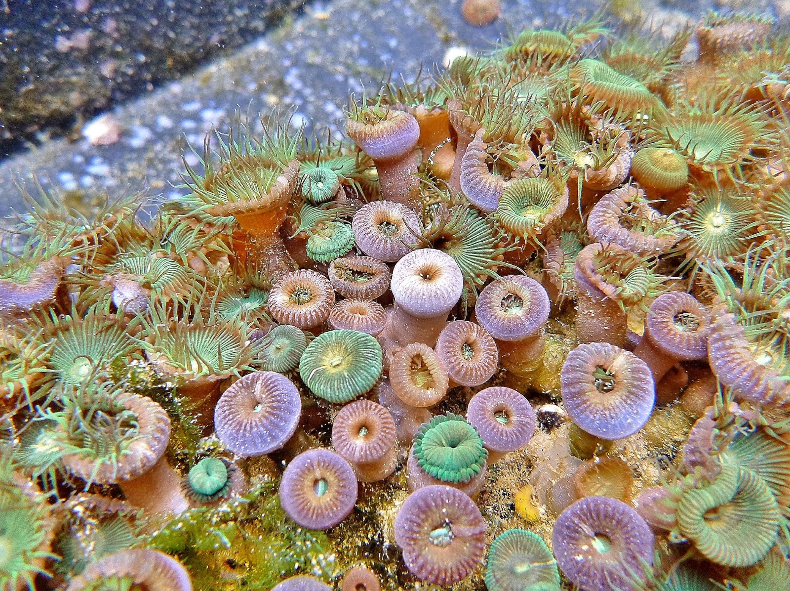 HIMB Community Education Program Zoanthids